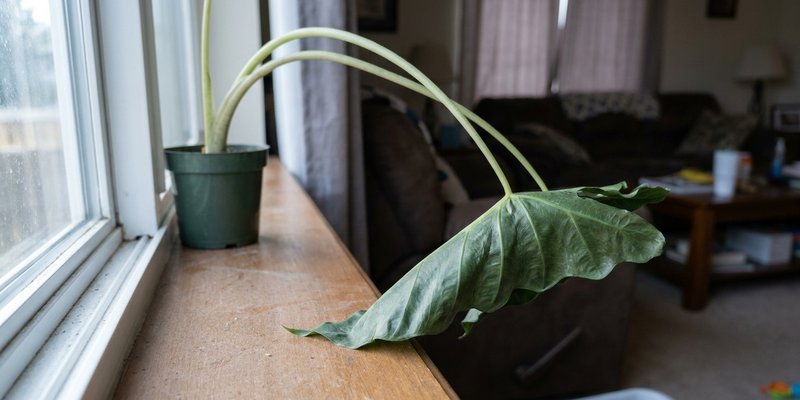 Alocasia con peciolos estirados por falta de luz