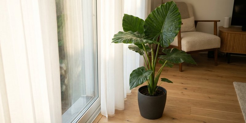 Alocasia junto a una ventana con luz filtrada