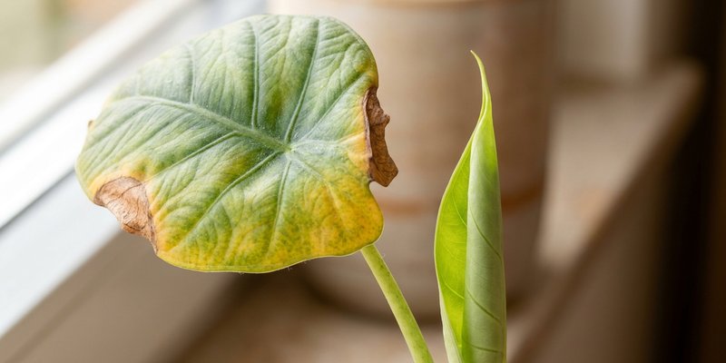 Hoja vieja de alocasia amarilleando junto a una hoja nueva