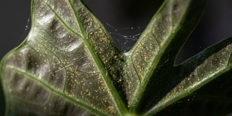 Envés de hoja de alocasia con daño de araña roja