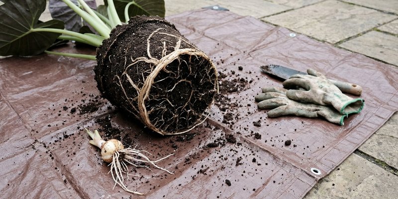 Trasplante de alocasia mostrando raíces e hijuelo