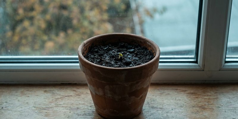 Maceta de alocasia en reposo invernal, sin hojas