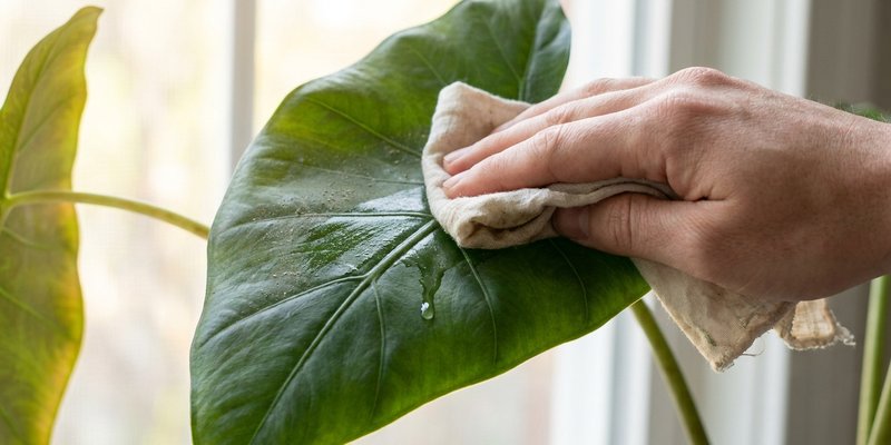 Limpiando el polvo de una hoja de alocasia con un paño húmedo