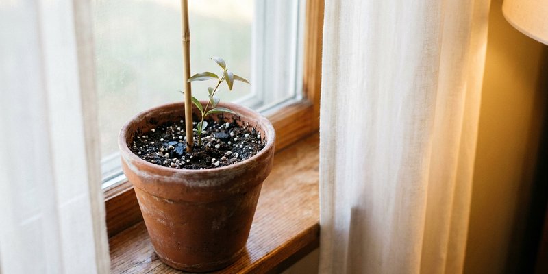 Esqueje de Gelsemium en maceta junto a una ventana con luz
