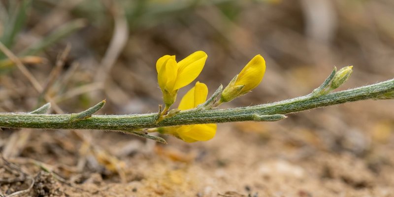 Macro de una flor amarilla de Genista sobre su tallo verde