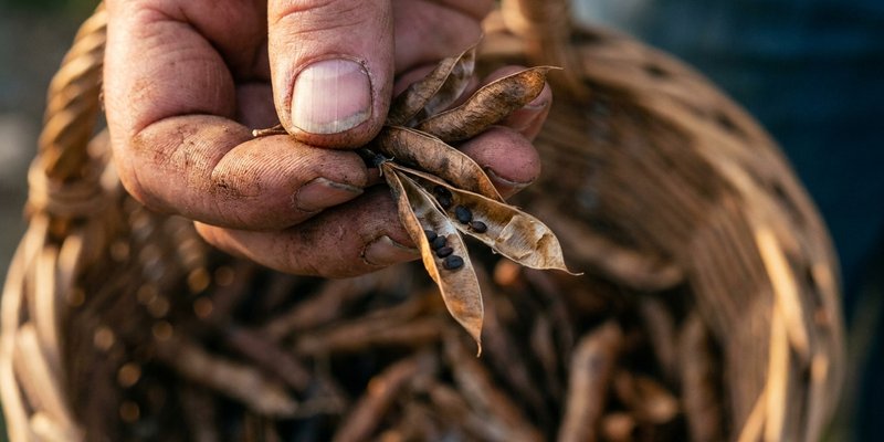 Mano sosteniendo vainas y semillas de Genista recién cosechadas
