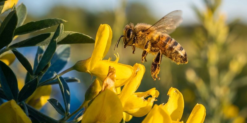 Abeja polinizando las flores amarillas de la Genista