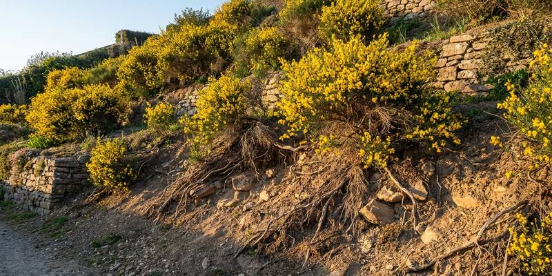 Genista en un talud, estabilizando la tierra con sus raíces