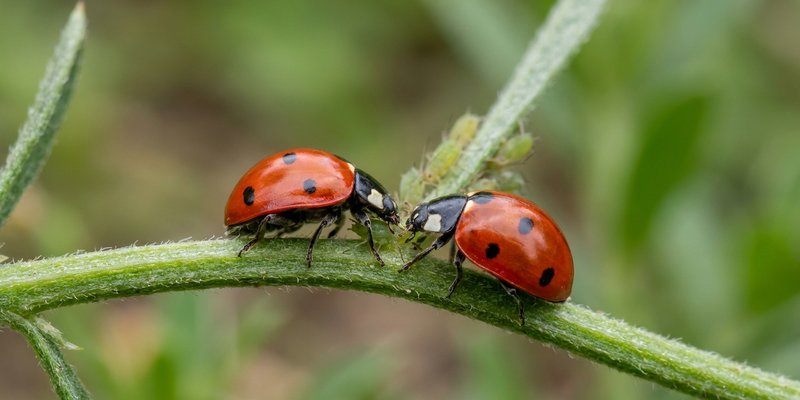 Mariquitas controlando el pulgón de forma natural en una Genista
