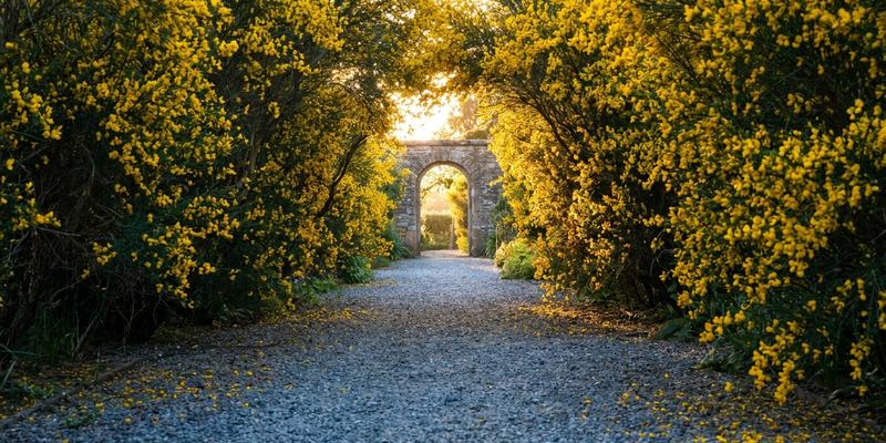 Camino de jardín bordeado de flores doradas de Genista