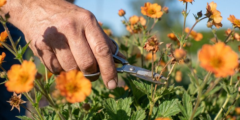 Jardinera cortando una flor marchita de Geum con tijeras