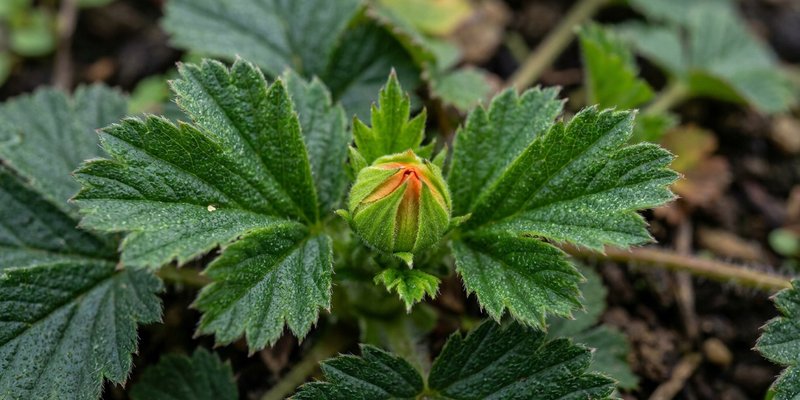 Nuevo brote floral de Geum emergiendo tras el deshojado