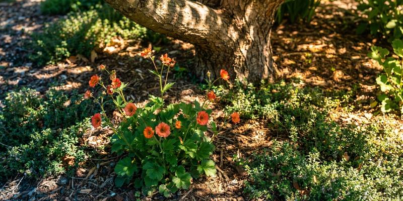 Geum creciendo en semisombra bajo un árbol con luz moteada