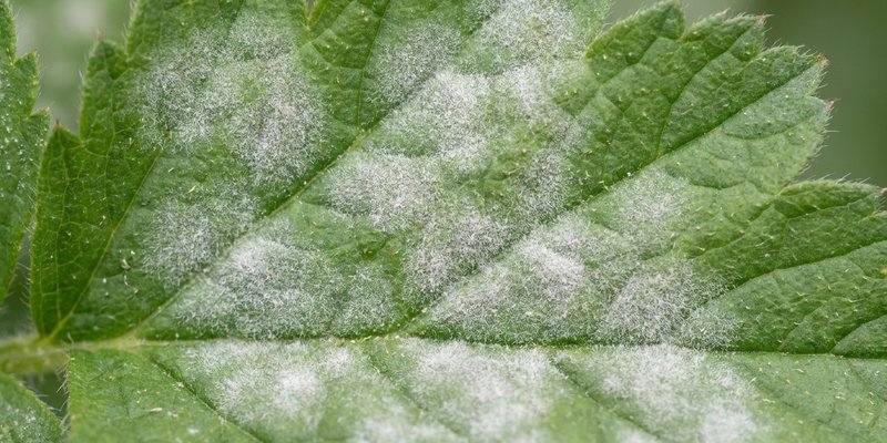 Hoja de Geum con oídio, un polvillo blanco característico