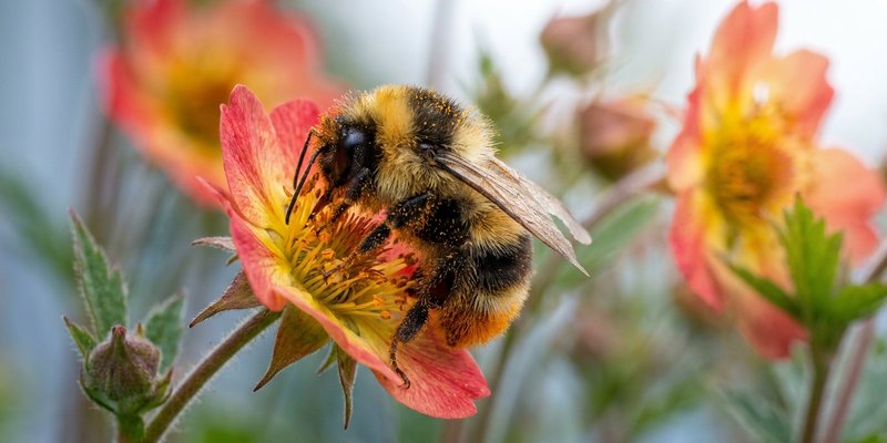 Abejorro polinizando una flor naranja de Geum