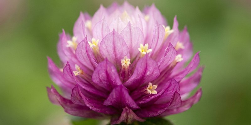Macro de la textura papirácea de las brácteas de Gomphrena