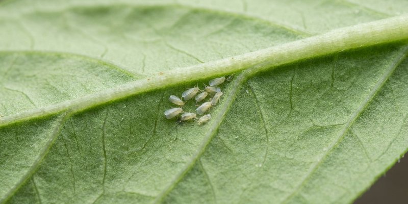 Mosca blanca en el envés de una hoja de Gomphrena