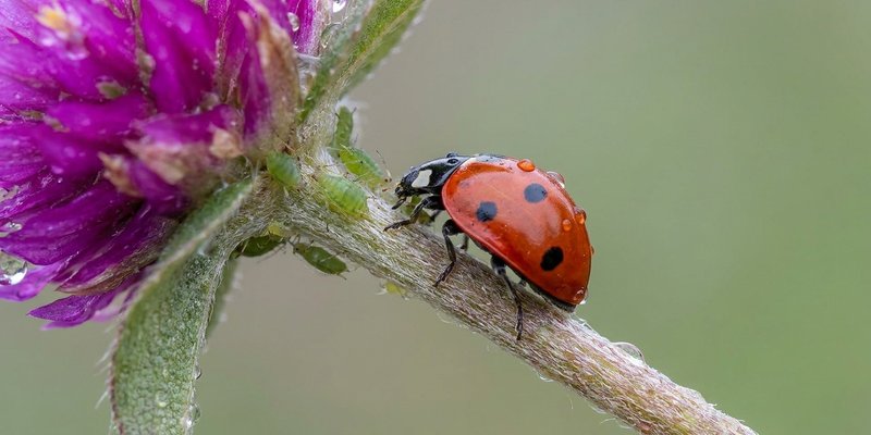 Mariquita sobre un tallo de Gomphrena, control natural de plagas