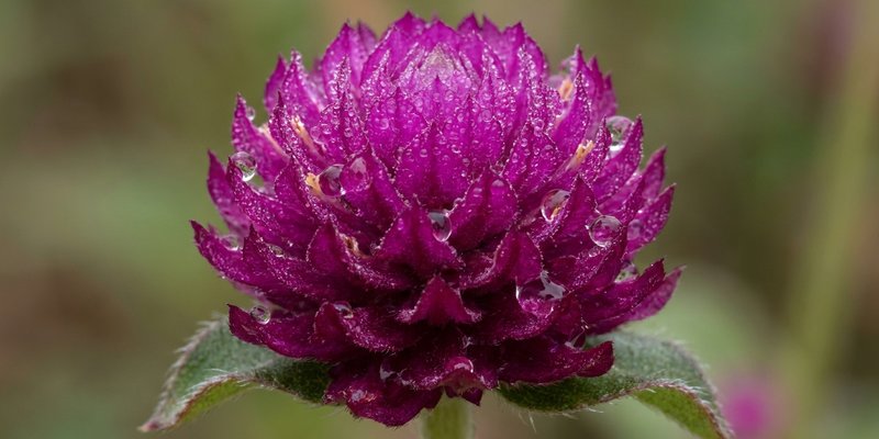 Gotas de lluvia sobre una flor de Gomphrena