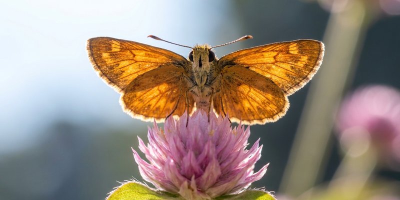 Mariposa posada sobre una flor de Gomphrena
