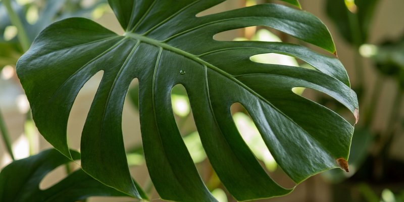 Hoja de monstera deliciosa con fenestraciones hacia el borde