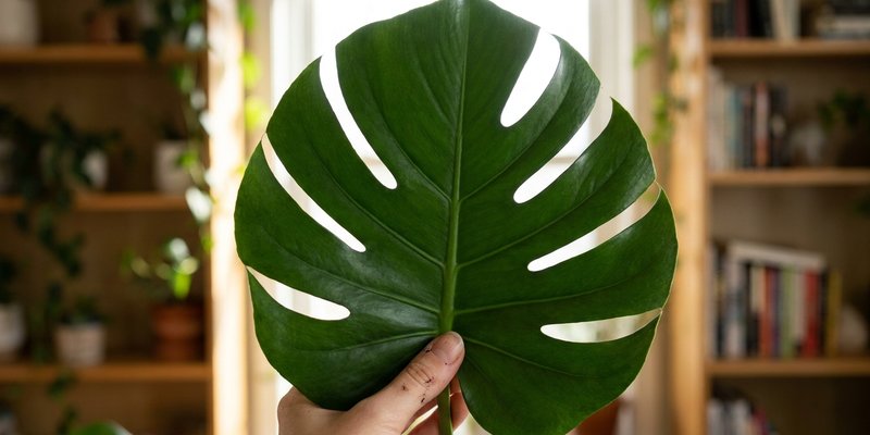 Hoja de monstera con fenestración interior, la más valiosa
