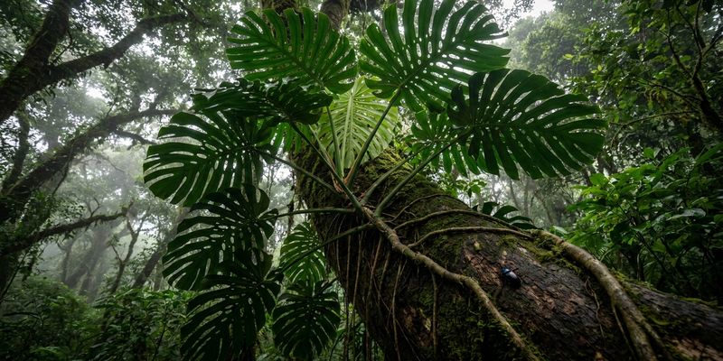 Monstera deliciosa trepando el tronco de un árbol en su hábitat