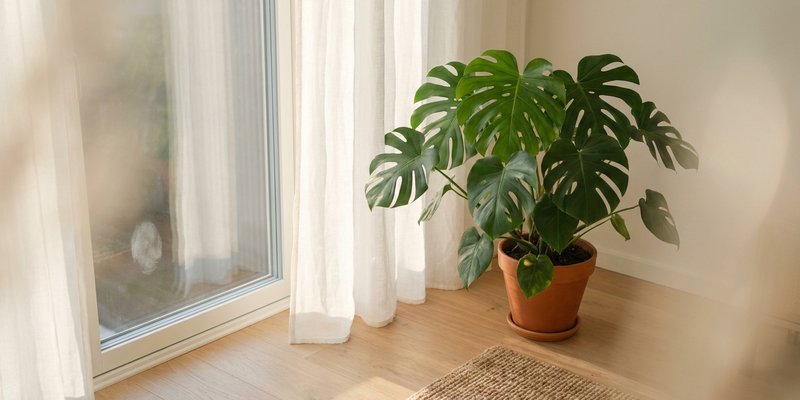 Monstera deliciosa junto a una ventana con luz en semisombra