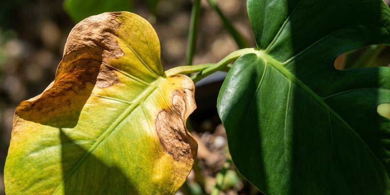 Hoja de monstera amarillenta por exceso de sol directo
