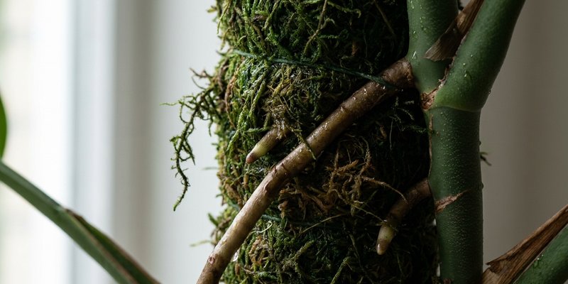 Tutor de musgo con raíces aéreas de monstera deliciosa