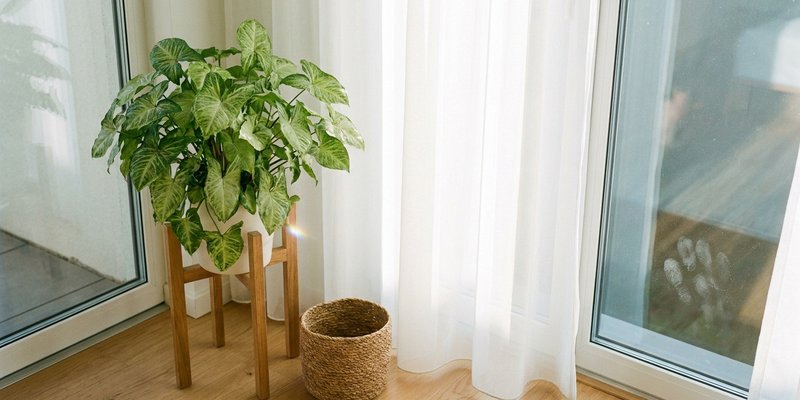 Singonio junto a una ventana con luz filtrada por una cortina