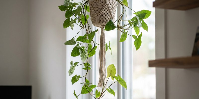 Singonio como planta colgante en una jardinera de macramé